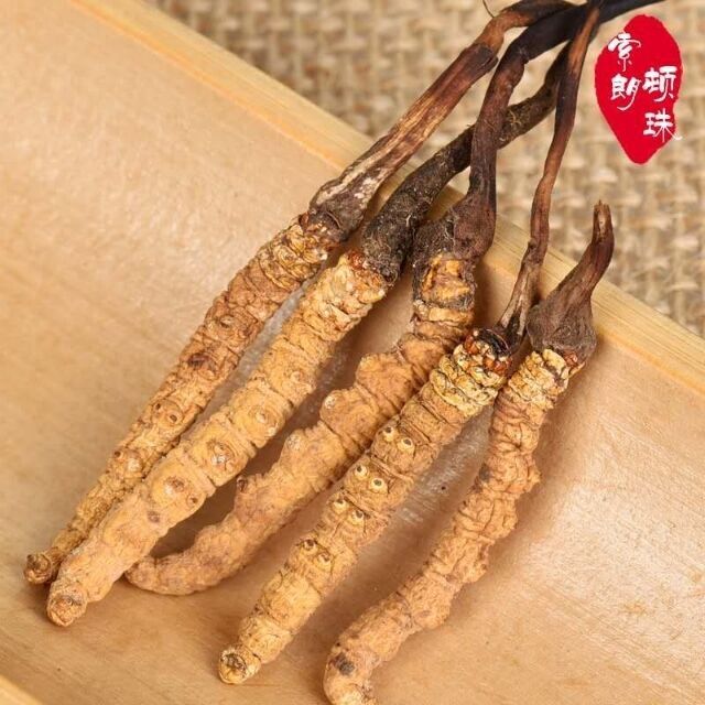 西藏新鲜虫草——华夏外用产品招商网