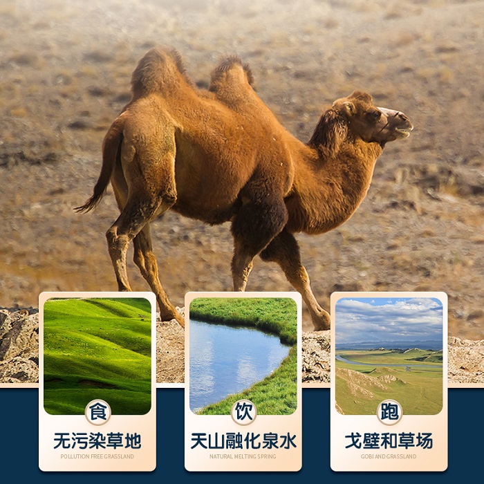 骆驼奶粉批发甘肃嘉仕乳业奶粉厂家奶粉贴牌代加工