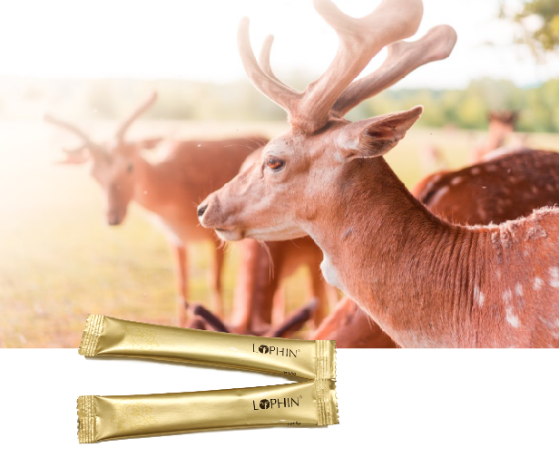 新品[国食健字]增强免疫力-鹿品牌鹿胶原蛋白沙棘粉——华夏外用产品招商网