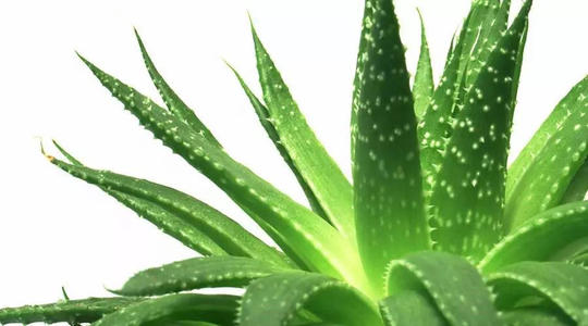 美国益生菌胶囊芦荟提取物OEM代加工——华夏外用产品招商网