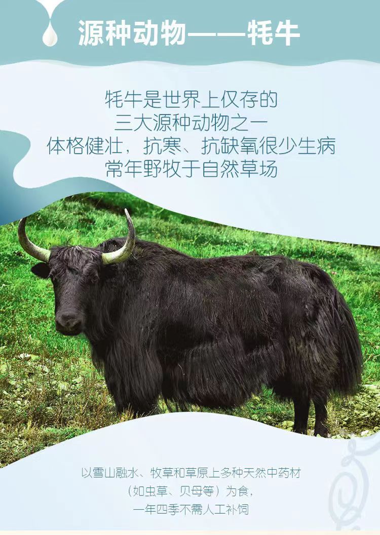 健康首选甘南牦牛奶粉 牦牛奶粉生产工厂 奶粉OEM贴牌