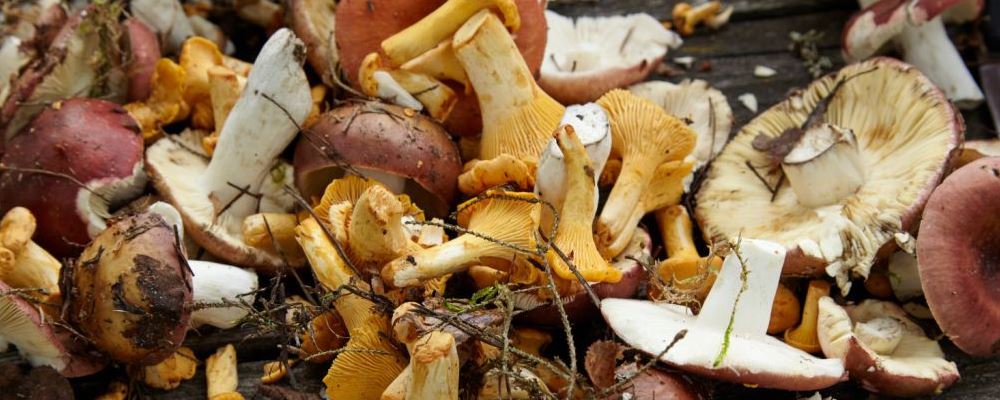 怎样安全食用野生菌 如何使用野生菌才是安全的 吃了野生菌中毒该怎么办